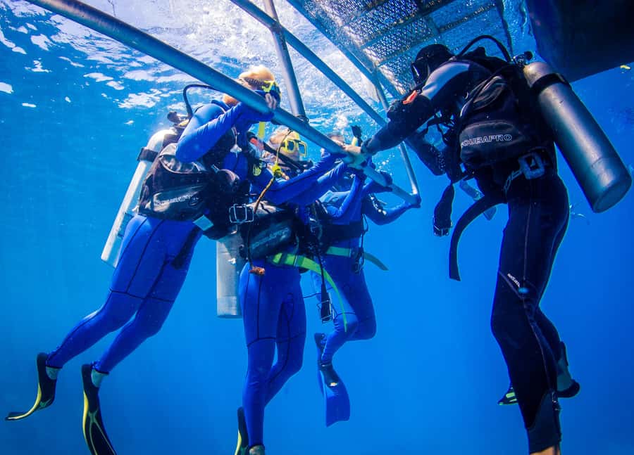 Cairns: Best Value All-inclusive Reef Trip With Scuba Dive - Safety, Fitness, and Who Should Book