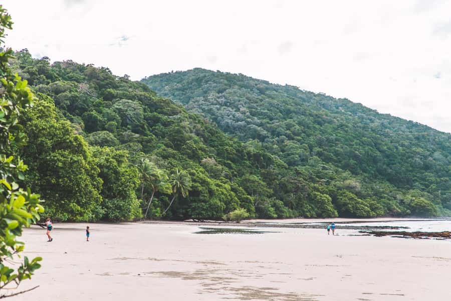 Cairns: Cape Tribulation & Daintree Rainforest Premium Tour - Why this day works for first-time Daintree visitors