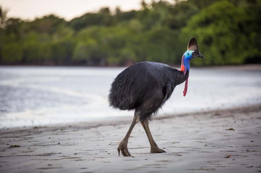 Cairns: Cape Tribulation & Daintree Rainforest Premium Tour - Mossman Gorge: granite, clear water, and a possible swim
