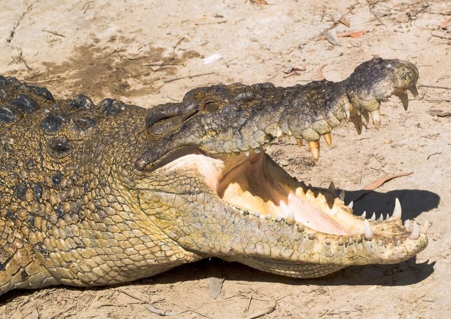 Cairns: Cape Tribulation, Mossman Gorge & Daintree Day Tour - The Daintree River cruise and its crocodiles