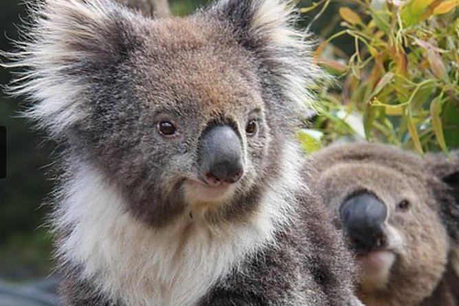 Cairns City Sights and Surrounds Tour - Flecker Botanical Gardens and the tropical plant walk