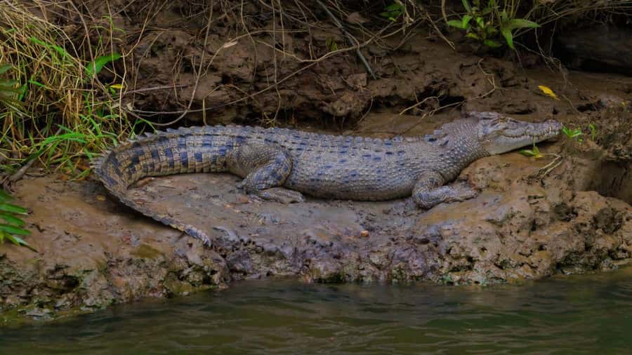 Cairns: Daintree Rainforest and Mossman Gorge Tour - Should you book the Daintree and Mossman Gorge tour?