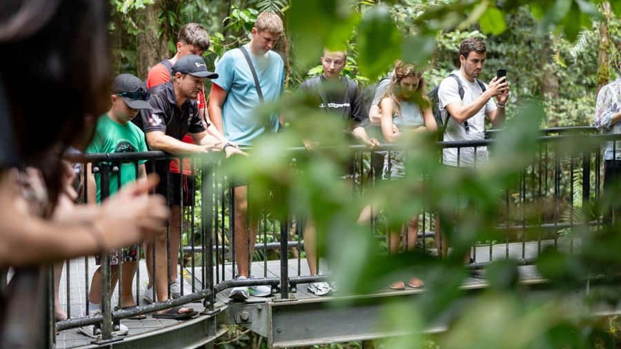 Cairns: Daintree Rainforest and Mossman Gorge Tour - Why this Cairns day trip makes sense