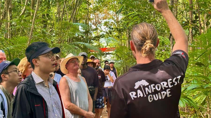 Cairns: Daintree Rainforest and Mossman Gorge Tour - The Daintree River cruise and its wild-card wildlife