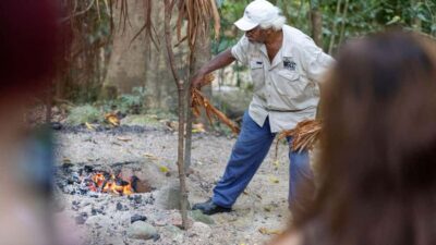 Daintree Rainforest and Mossman Gorge Tour