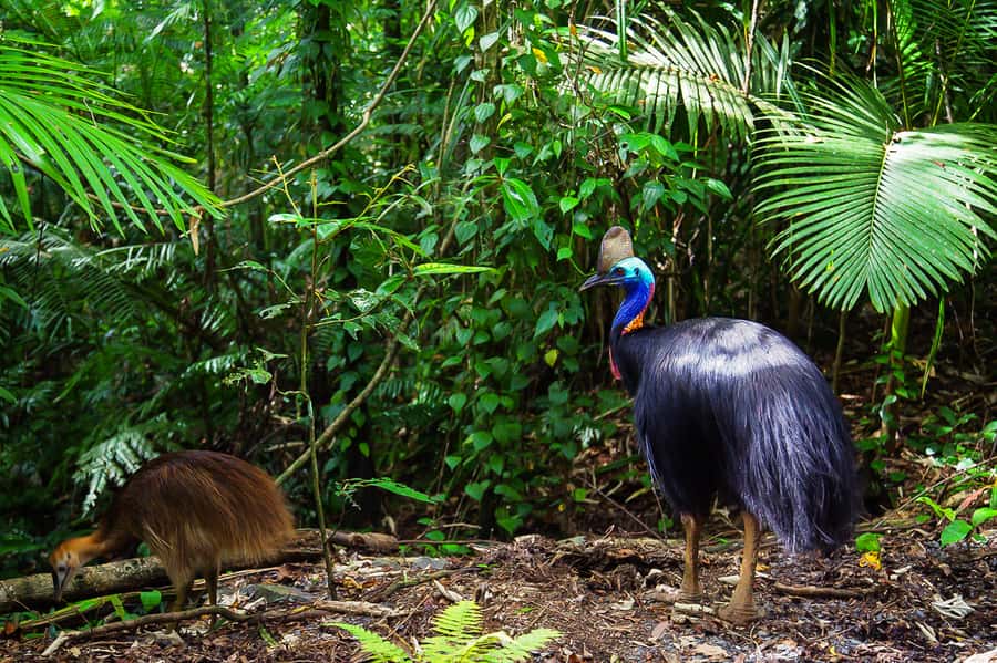 Cairns: Daintree Rainforest and Mossman Gorge Tour - Lunch, ice cream, and the small practical details