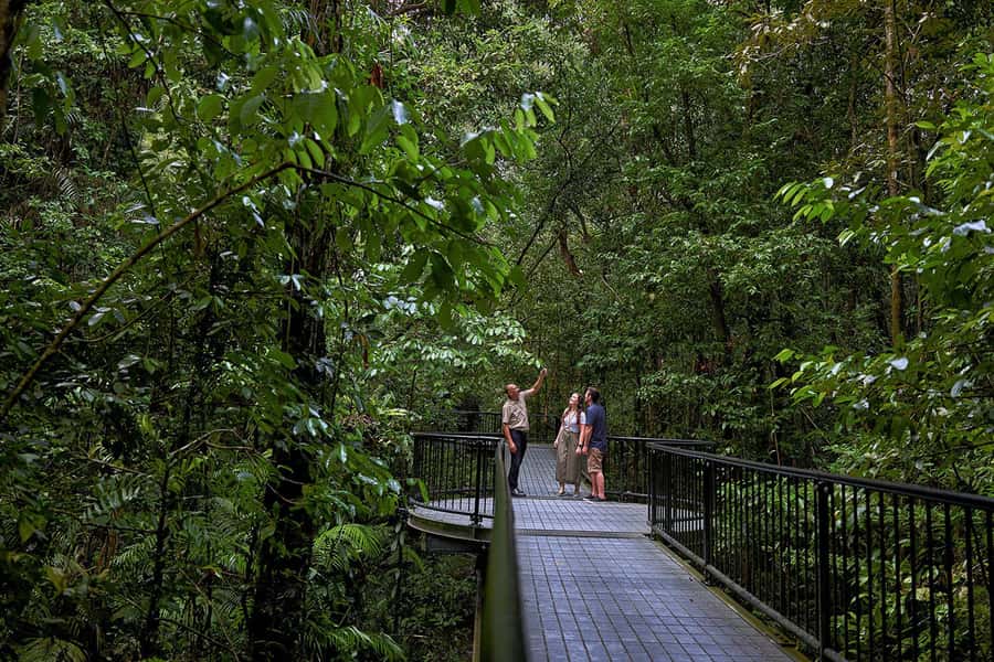 Cairns: Daintree Rainforest & Cape Tribulation Day Trip - The Daintree River cruise and its wildlife watch