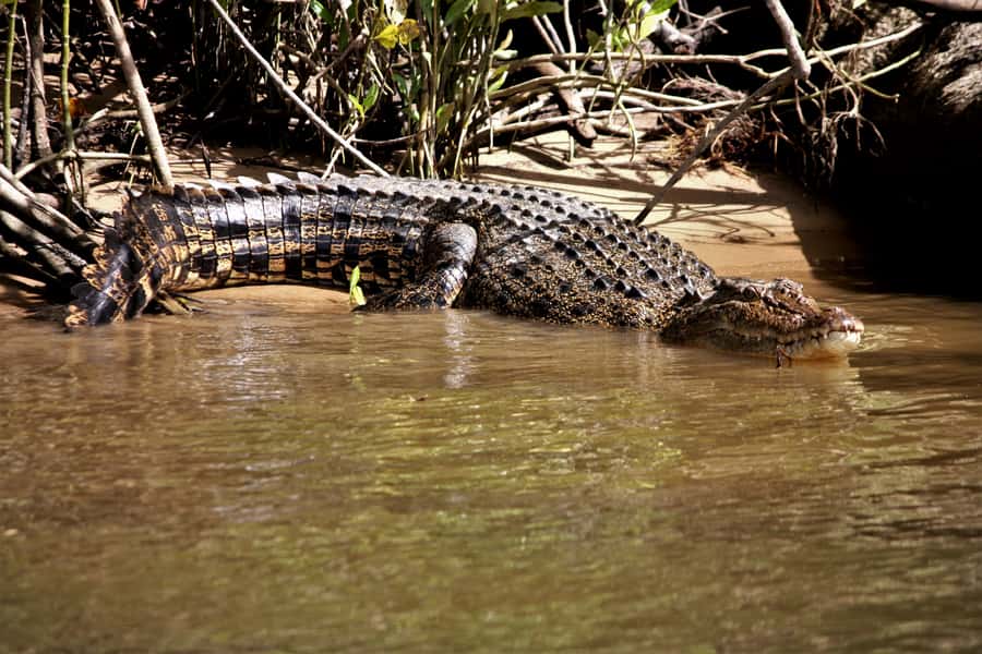 Cairns: Daintree Rainforest Wildlife Experience Cruise - Why the Daintree River is more than a crocodile show