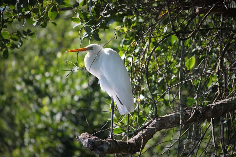 Cairns: Daintree Rainforest Wildlife Experience Cruise - What your guide adds to the experience