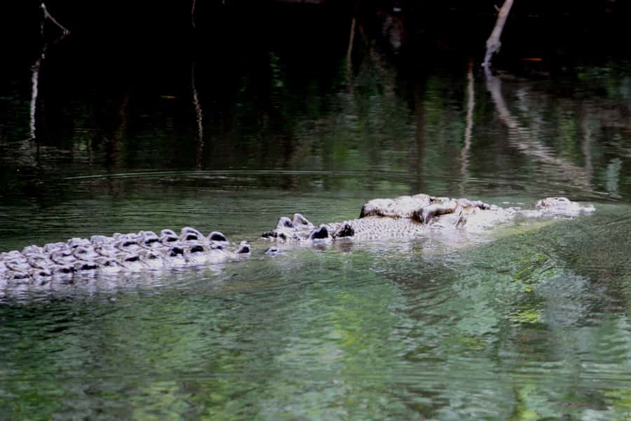 Cairns: Daintree Rainforest Wildlife Experience Cruise - Comfort, access, and practical limits