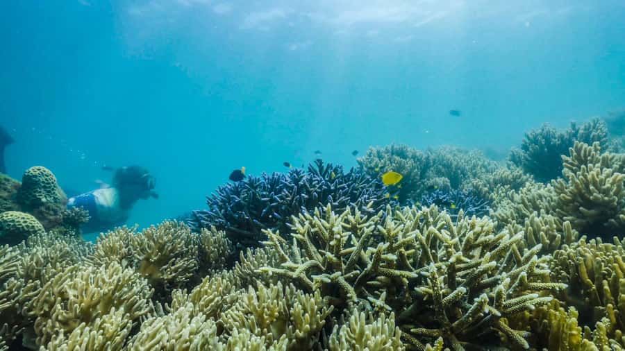 Cairns: Fitzroy Island Ferry with Optional Lunch & Activity - Picnic Lunch Boxes And Dietary Planning