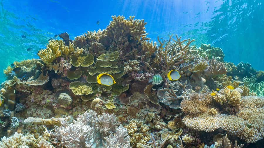 Cairns: Great Barrier Reef and Fitzroy Island Boat Tour - The day in five useful points