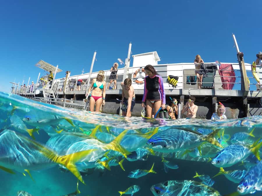 Cairns: Great Barrier Reef and Fitzroy Island Boat Tour - Two hours to make Fitzroy Island your own