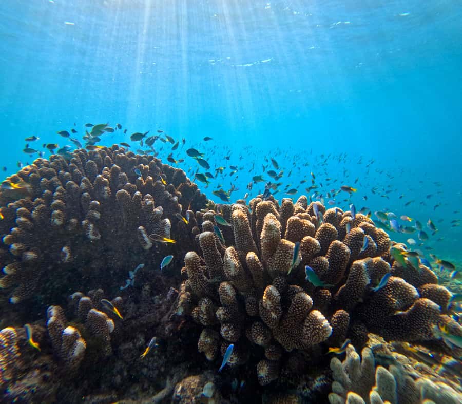 Cairns: Great Barrier Reef Half-Day Snorkelling Tour - One reef site and 1.5 hours of guided snorkelling