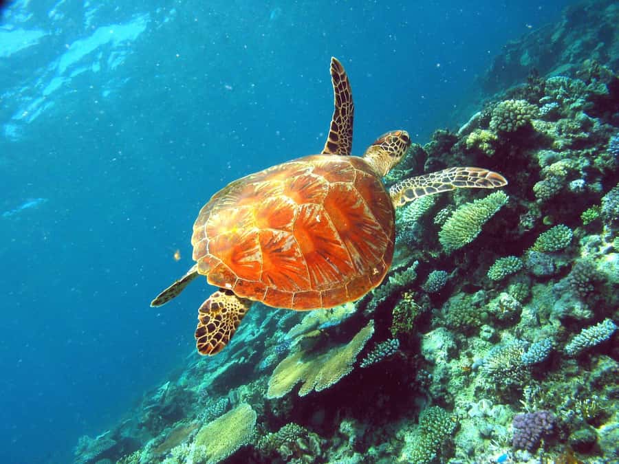 Cairns: Great Barrier Reef Half-Day Snorkelling Tour - Small practical choices that improve your day