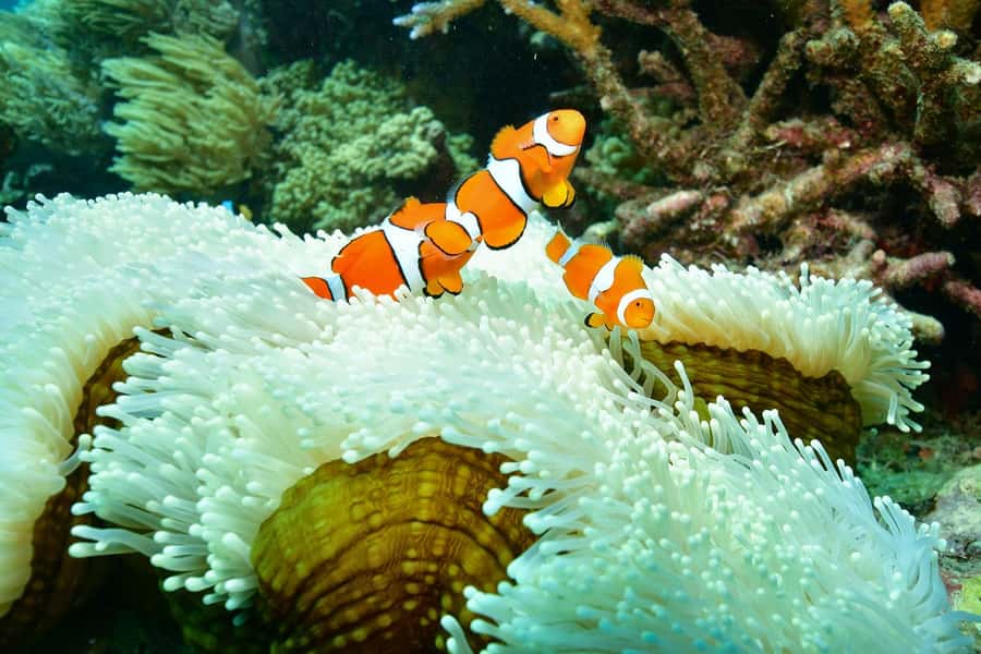 Cairns: Great Barrier Reef Pontoon with Water Activities - Marine Biologists, Fish Feeding, and Indigenous Culture