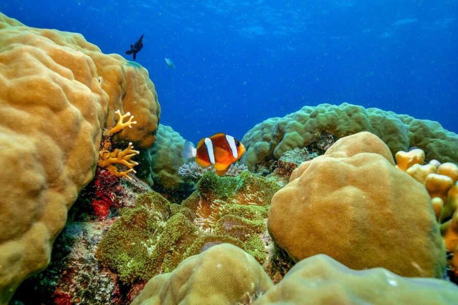 Cairns: Great Barrier Reef Premium Diving Full Day Tour - The second reef site: save energy for the best viewing