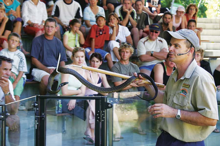 Cairns: Hartley's Crocodile Adventures Visit with Transfer - The snake show and Australia’s dangerous reptiles