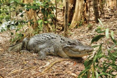 Hartley’s Crocodile Adventures Visit with Transfer