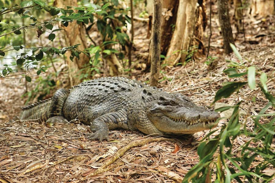 Cairns: Hartley's Crocodile Adventures Visit with Transfer - Walking the woodlands and rainforest paths