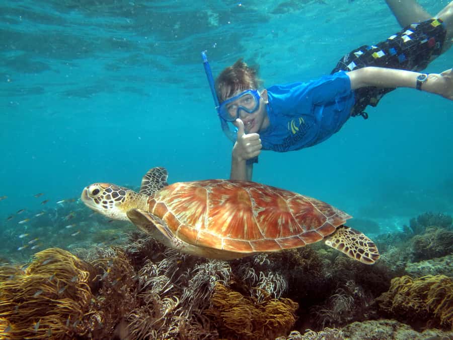 Cairns: Ocean Spirit Great Barrier Reef Full Day Tour - Snorkeling, turtles, and the reef itself