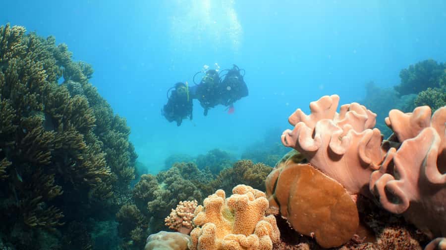 Cairns: Ocean Spirit Great Barrier Reef Full Day Tour - A surprisingly strong food program