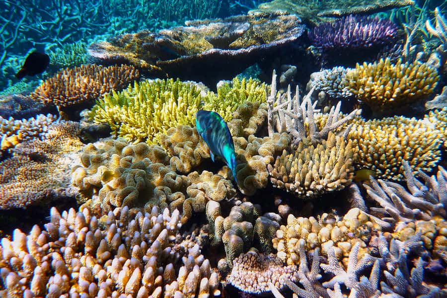 Cairns: Outer and Coral Cay Snorkel and Dive Cruise - Upolu Coral Cay feels like a natural aquarium