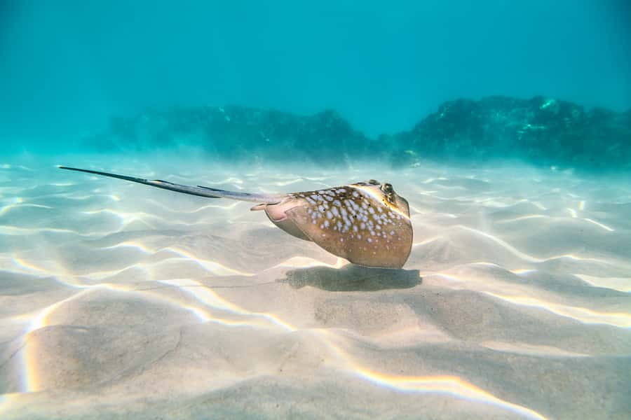 Cairns: Outer and Coral Cay Snorkel and Dive Cruise - Six hours in the water changes the pace