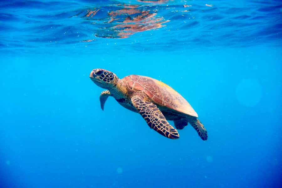 Cairns: Outer and Coral Cay Snorkel and Dive Cruise - Is $183 a good deal for this reef cruise?