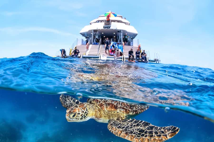 Cairns: Outer Great Barrier Reef Full-Day Tour with Lunch - Starting at Cairns Reef Fleet Terminal