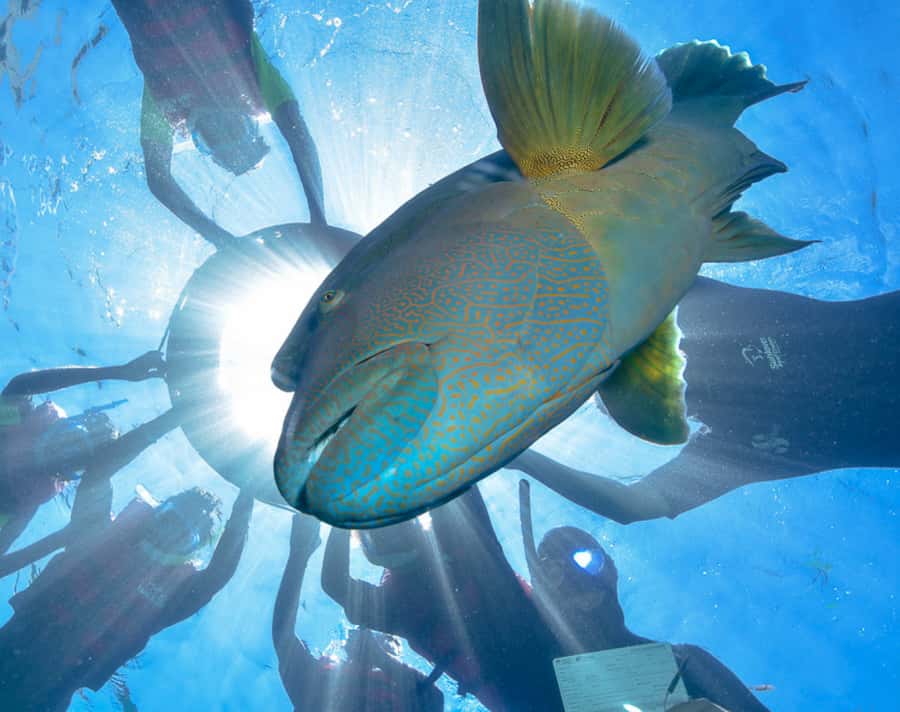 Cairns: Outer Great Barrier Reef Pontoon with Activities - Is the $208 price good value?