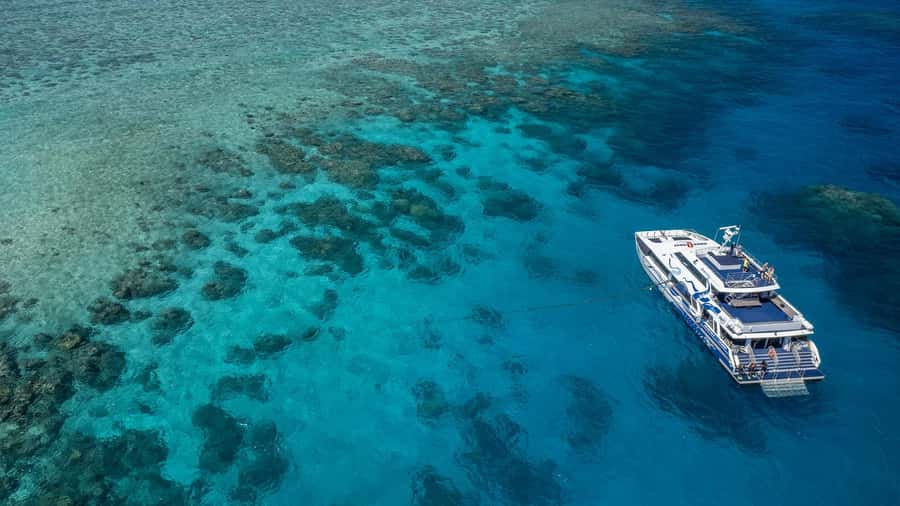 Cairns: Premium Snorkelling and Diving Reef Day Trip - Key points before you book