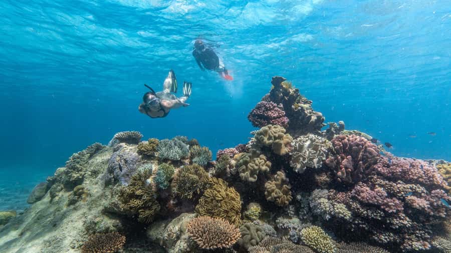 Cairns: Premium Snorkelling and Diving Reef Day Trip - Your first reef session, about 2 hours and 45 minutes