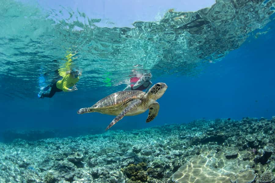 Cairns: Silverswift 3 Great Barrier Reef Sites in 1 Day - Six things to know before booking