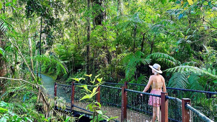 Cairns: Waterfall Tour with Lunch - Key points before you book