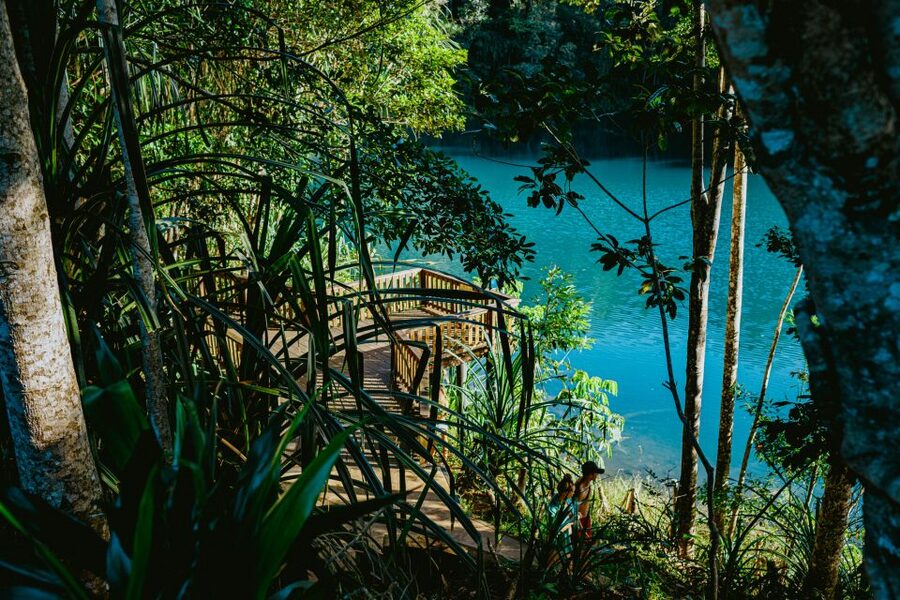 Cairns: Waterfall Tour with Lunch - Millaa Millaa Falls, the classic photograph