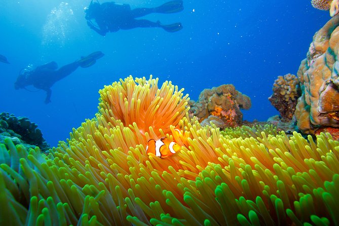Calypso Outer Great Barrier Reef Cruise from Port Douglas - The boat, crew, and onboard routine