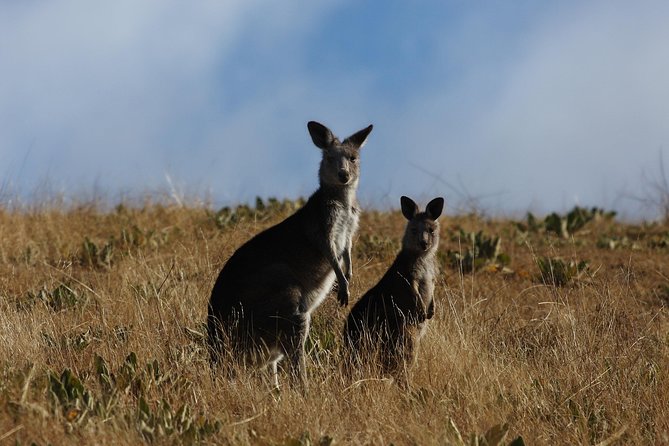 Canberra Day Trip from Sydney - What the $142.73 price includes