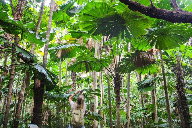 Cape Tribulation & Daintree Wilderness (TCT) - Why this tour works for a first visit