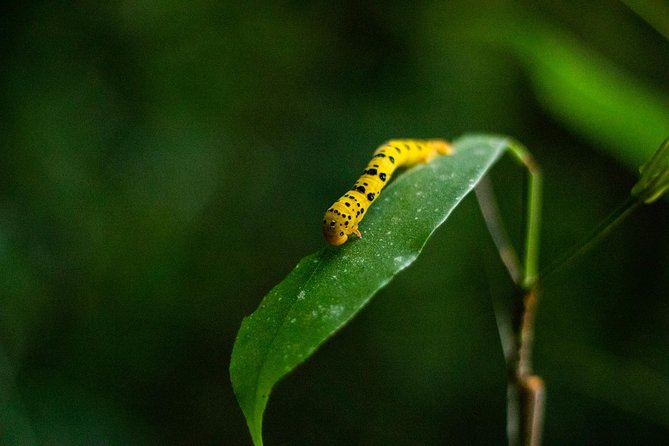 Cape Tribulation Day Tour - Key points at a glance