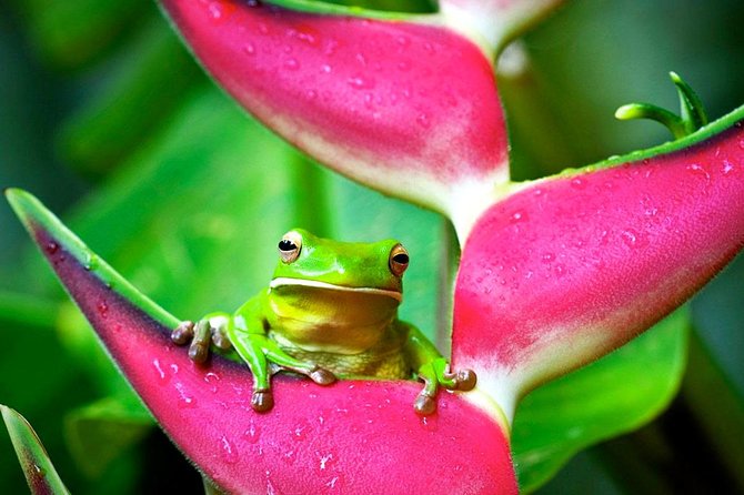 Cape Tribulation, Mossman Gorge and Daintree Rainforest Day Tour - Mossman Gorge: the day’s most memorable stop