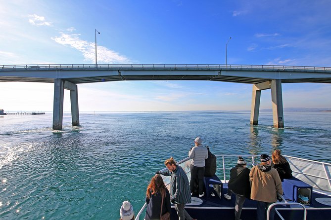 Cape Woolamai Sightseeing Cruise from San Remo - Cape Woolamai Cruise: Key Points at a Glance