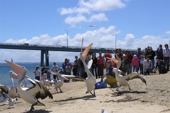 Cape Woolamai Sightseeing Cruise from San Remo - Is $35.14 Good Value?