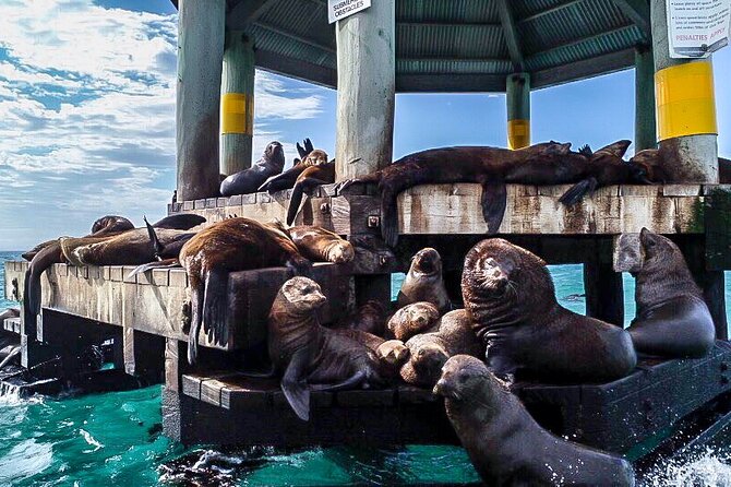 Cape Woolamai Sightseeing Cruise from San Remo - Weather, Timing, and What to Bring