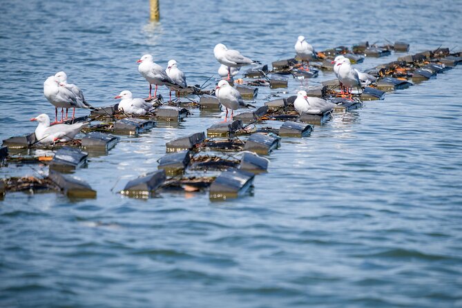Catch a Crab Tour with Optional Seafood Lunch - The Crab Cave and the catch presentation