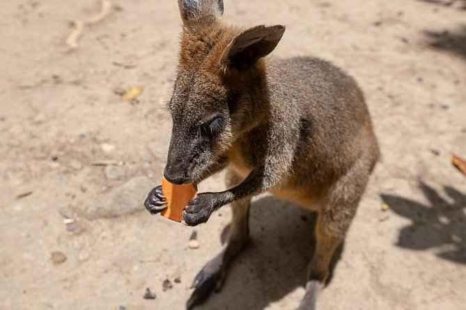 Chillagoe Caves and Outback Day Trip from Cairns - The 6:30 am pickup and the long road inland