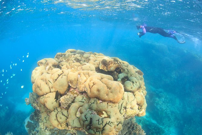 Coral Bay: 2-Hour Coral Viewing and Snorkeling - At a glance
