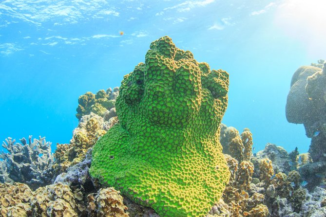 Coral Bay: 2-Hour Coral Viewing and Snorkeling - Meeting at Robinson Street and walking to the beach