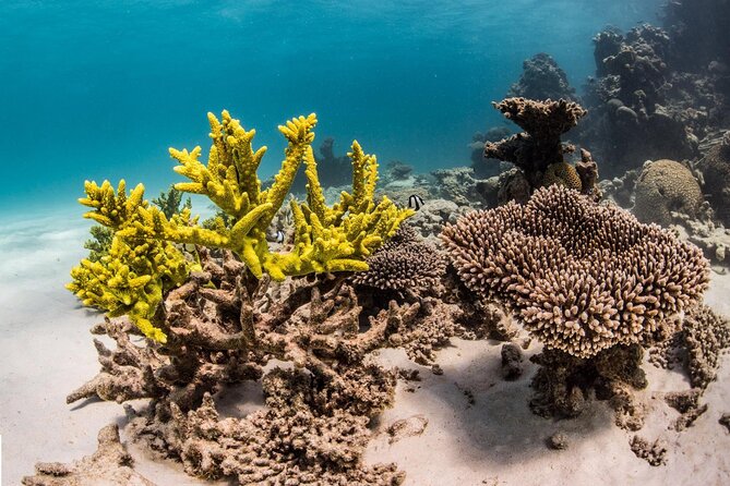 Coral Bay: 2-Hour Coral Viewing and Snorkeling - Who will get the most from this reef tour?