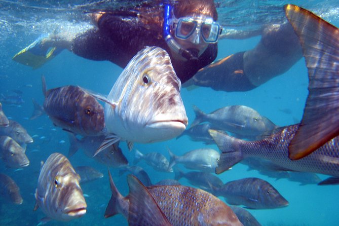 Coral Bay: 2-Hour Coral Viewing and Snorkeling - Seeing Ningaloo through the glass-bottom boat